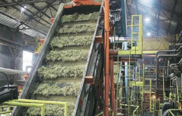 White Sugar Non-Sulphur Plant White Sugar Non-Sulphur Plant